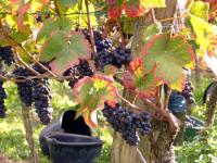 Die edlen Trauben für die Selektion der Winklerberg-Grand Crus des Weingutes Hubert Lay, Ihringen