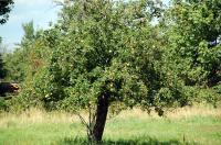 Apfelbaum in Grunern