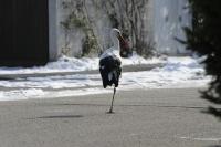 Rosenmontag in Umkirch