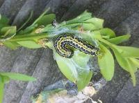 Buchsbaum-Killer Nimmersatt bei der Arbeit:: Die Raupe des Buchsbaumzünslers