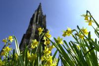 Das Ulmer Münster in Meer von Osterglocken