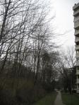 Opfer des Neubaugebietes Umkirch- Ost: die Bäume am Ortseingang kommen weg!