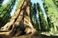 Der Tod eines Umkircher Giganten: 91-jähriger Riesen-Mammutbaum im Schlosspark musste sterben.
