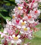 Aesculus indica: Die indische Rosskastanie verzaubert mit ihrer schönen Blüte.im Queen-Auguste-Victoria-Park