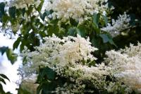Weiße Blüten-Duft-Wunder im Queen-Auguste-Victoria-Park gepflanzt: Mandschurische Baum-Flieder.
