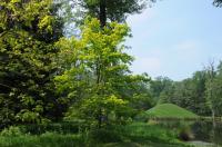 Die Goldeiche Quercus robur Concordia im Queen-Auguste-Victoria-Park Umkirch