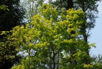 Die Goldeiche Quercus robur Concordia im Queen-Auguste-Victoria-Park Umkirch
