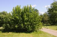 Osagedorn - Der Indianer-Baum Osagedorn trägt Früchte  im Queen-Auguste-Victoria-Park