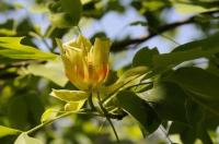 Köstlichkeit für emsige Bienen: In Umkirchs Queen-Auguste-Victoria-Park blühen jetzt die Tulpenbäume