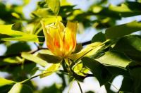 Köstlichkeit für emsige Bienen: In Umkirchs Queen-Auguste-Victoria-Park blühen jetzt die Tulpenbäume