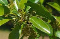 Umkircher Tupelo-Baum blühte zum ersten mal: Die Nyssa, der Lieblings-Baum der Bienen und Vögel,  trägt Früchte.