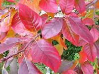 Herbstfärbung des Tupelo-Baums Nyssa