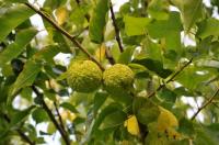 Der Indianer-Baum Osagedorn trägt reife Früchte  im Queen-Auguste-Victoria-Park
