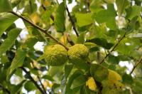 Der Indianer-Baum Osagedorn trägt reife Früchte  im Queen-Auguste-Victoria-Park