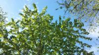Weiße Tauben am Baum-Himmel?  Der Tauben-Baum  „Davidia involucrata“ blüht in Umkirch