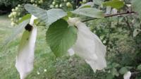 Zauber der Natur: Die Blüte des Taschentuch-Baumes  „Davidia involucrata“