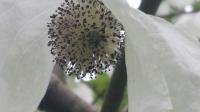 Natur-Wunder: Der Blütenkopf der „Davidia involucrata“ mit den weißen Brakteen.