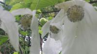 Imagination mit weißen Taschentüchern: Die Blüte des Taschentuch-Baumes  „Davidia involucrata“