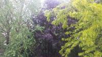 Gold-Lederhülselbaum:  Die Gleditsia (triacanthos Sunburst)  im Park von Umkrich