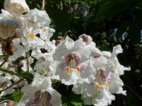 Die Zauber-Blüte der Catalpa: Wie kleine Orchideen auf einem Blüten-Baum,
