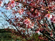 Fulwellpark: Der Fühling ist da