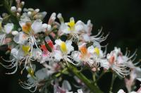 Indian Summer  in Baden: Der  Himalaya-Baum „Aesculus indica“ blüht in Umkirch.