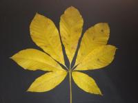 Goldgelbe Herbstfärbung: Indien Summer mit der „Aesculus indica“.