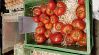 Marmande: Tomaten-Viefalt von Kilian Rudmann, dem Tomaten-Mann vom Kaiserstuhl. 