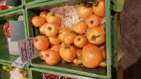 Coeur de boeuf - Orange  Ochsenherz: Tomaten-Viefalt von Kilian Rudmann, dem Tomaten-Mann vom Kaiserstuhl. 