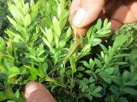 Dieser "Zünsler" zündet den Buchsbaum an und fackelt Millionen Buchsbäume in Europa ab: Der Buchsbaumzünsler.